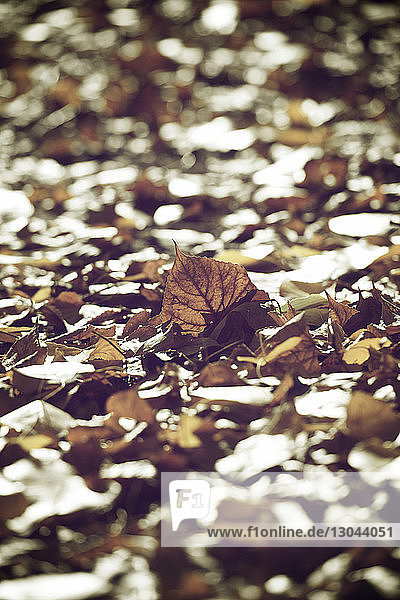 Nahaufnahme von getrockneten  abgefallenen Blättern am Wald im Herbst