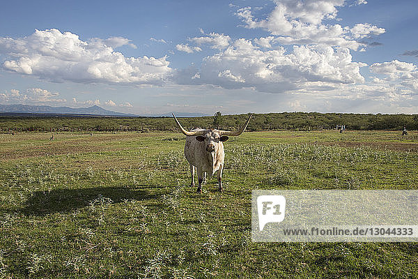Portrait of cow with large horns standing on grassy field against cloudy sky