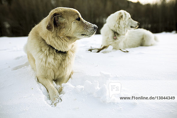 Hunde entspannen sich auf schneebedecktem Feld