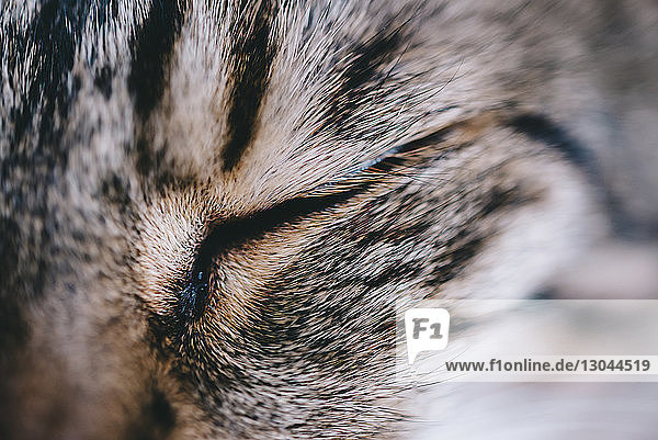 Extreme close-up of tabby cat sleeping