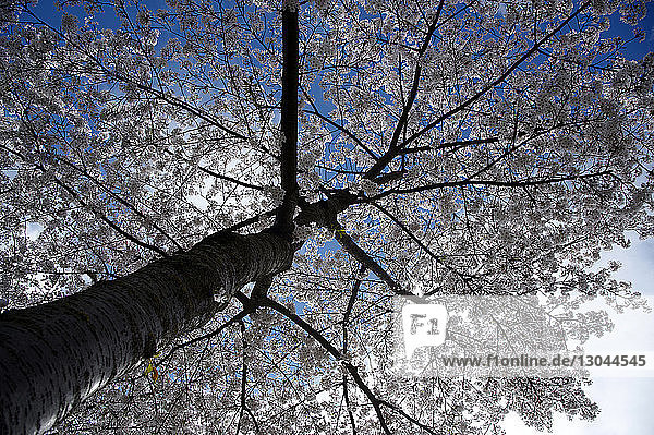 Niedrigwinkelansicht des Kirschblütenbaums gegen den Himmel