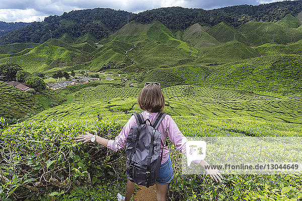Rückansicht einer Wanderin mit Rucksack beim Berühren von Teepflanzen