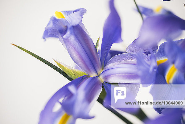 Nahaufnahme von violetten Blumen vor weissem Hintergrund
