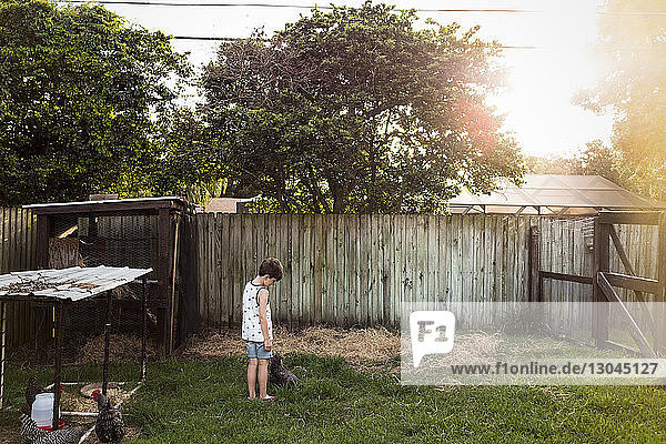 Boy looking at hen feeding on grassy field while standing by chicken coop