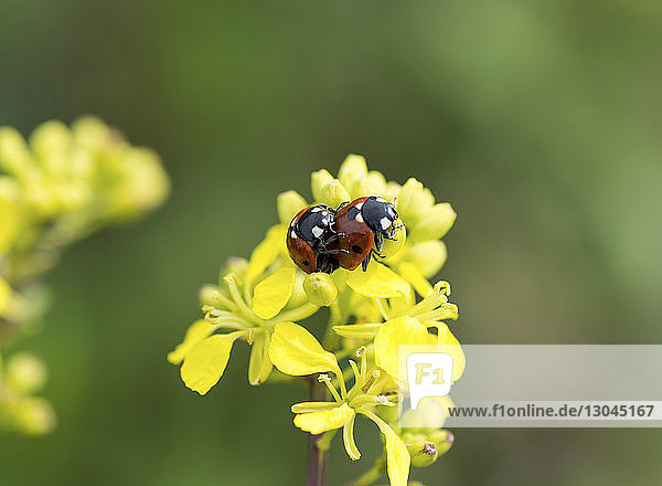 Nahaufnahme der Marienkäfer  die sich auf gelben Blüten paaren