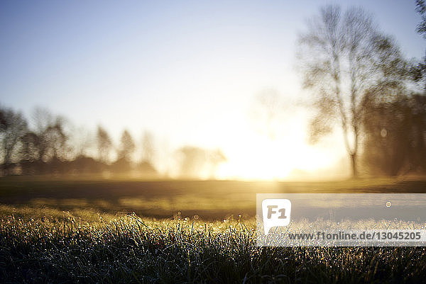 Oberflächenniveau des Rasens auf dem Golfplatz bei Sonnenaufgang