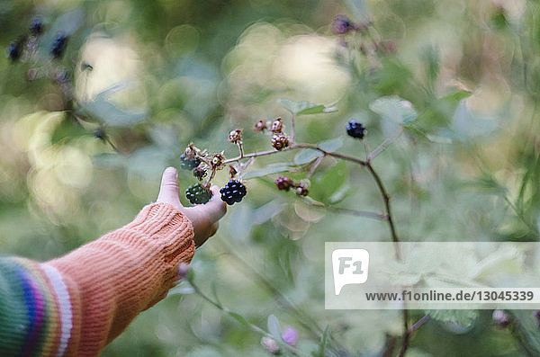 Cropped hand of girl picking blackberries