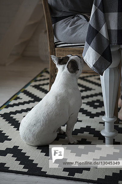 Französische Bulldogge schaut Frau an die zu Hause auf einem Stuhl sitzt