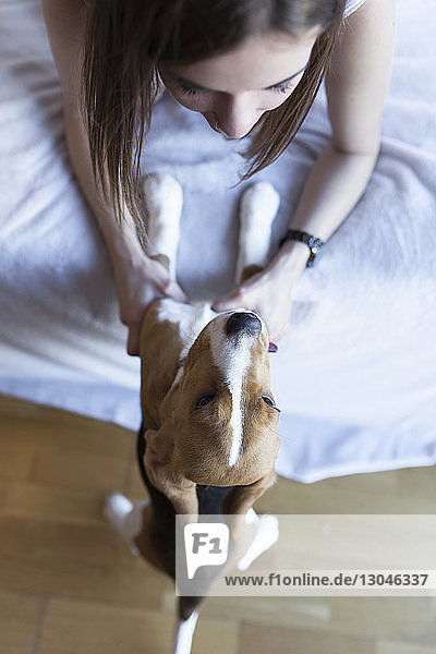 Hochwinkelansicht einer Frau  die im Schlafzimmer mit einem Beagle spielt
