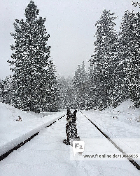 Rear view of dog sitting on snow covered railroad track