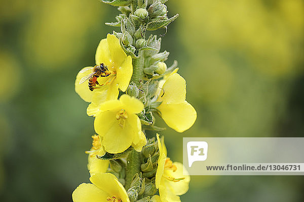 Nahaufnahme einer Honigbiene auf gelber Blüte