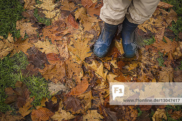Low section of boy standing on field covered with maple leaves