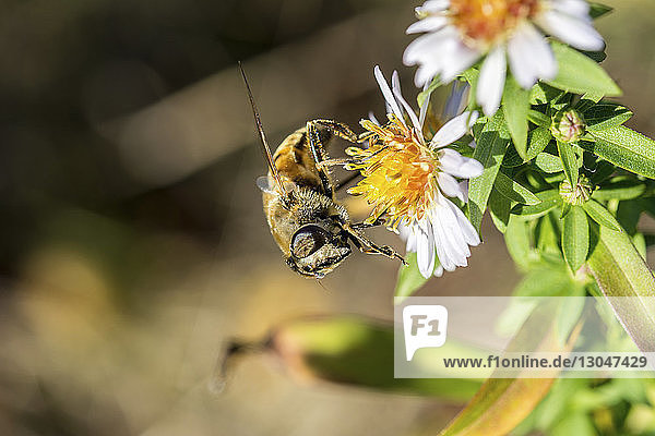 Nahaufnahme einer Honigbiene  die eine Blüte bestäubt