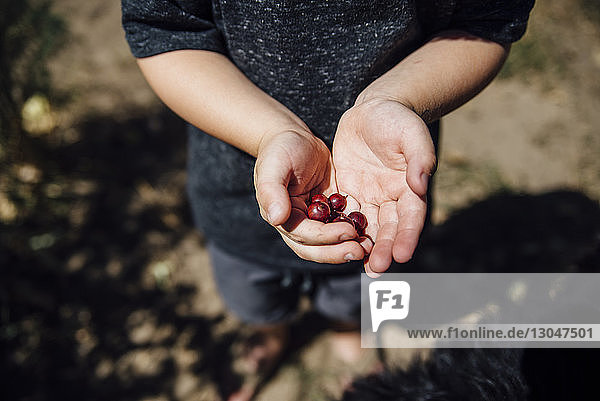 Hochwinkelansicht eines Jungen  der an einem sonnigen Tag Beerenfrüchte hält