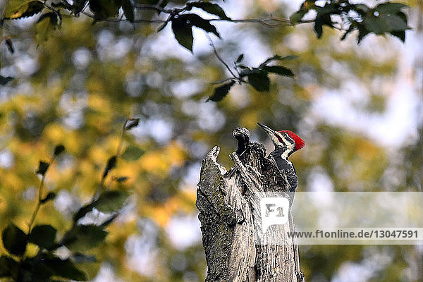 Seitenansicht eines auf Holz im Wald sitzenden Spechtes (Pileated Woodpecker)