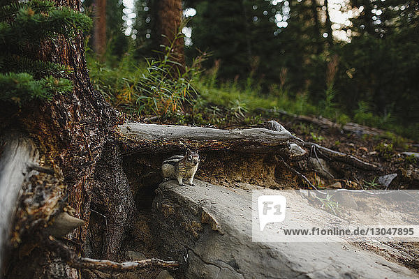 Nahaufnahme eines Eichhörnchens auf einem Felsen im Wald