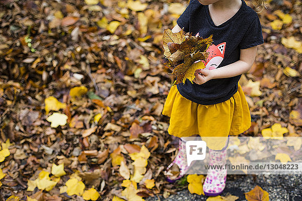 Low section of girl playing with maple leaves while standing on field