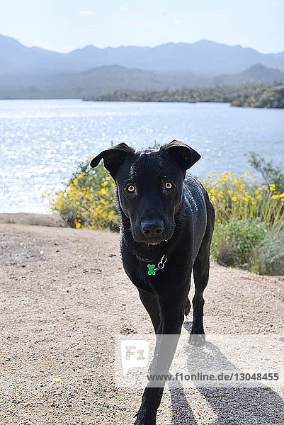 Porträt eines Hundes beim Spaziergang auf dem Feld gegen den See