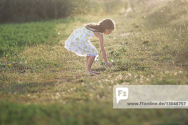 Seitenansicht eines Mädchens beim Blumenpflücken im Stehen auf einem Grasfeld