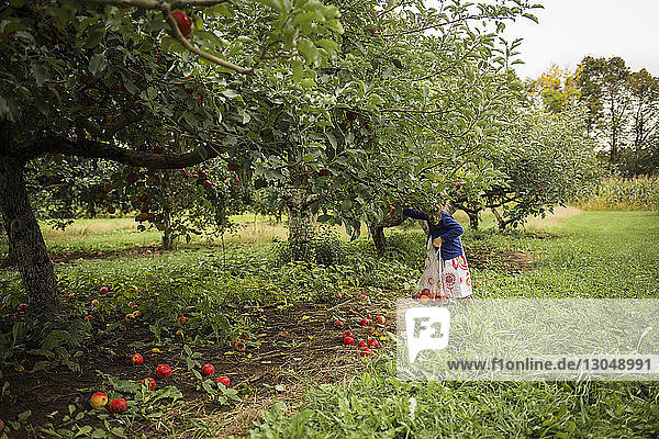 Girl holding plastic bag while picking apples in orchard