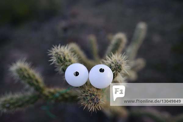 Draufsicht von künstlichen Augen auf Kaktus