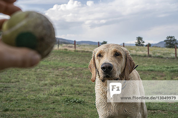 Abgetrennte Hand eines Mannes  der den Ball hält  während er mit einem Labrador Retriever auf dem Spielfeld im Park spielt