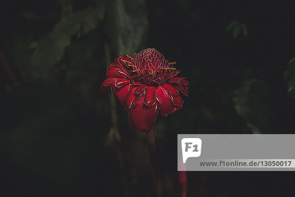Nahaufnahme einer Fackel-Ingwerblüte im Park