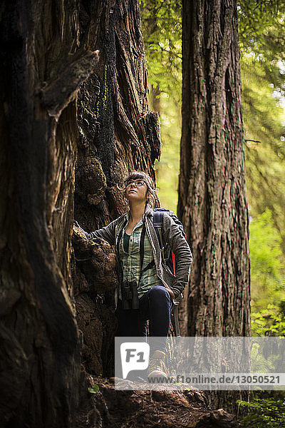 Female hiker looking up while standing by tree at Redwood National and State Parks