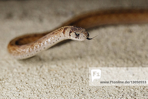 Hochwinkel-Nahaufnahme einer braunen Schlange mit schnippender Zunge