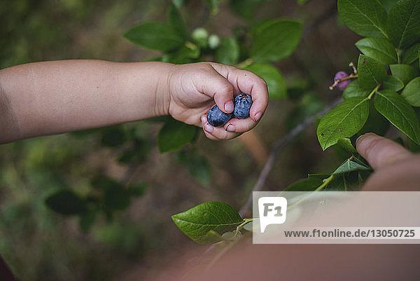 Abgetrennte Hände eines Mädchens beim Blaubeerenpflücken auf dem Bauernhof