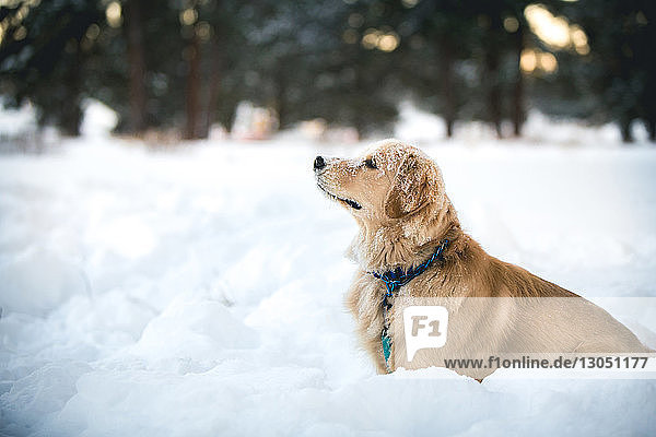 Seitenansicht des Golden Retrievers auf schneebedecktem Feld sitzend