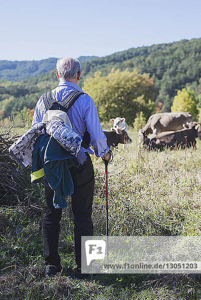 Rear view of man with backpack looking at cows field against clear sky