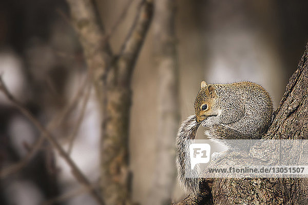 Nahaufnahme eines Eichhörnchens  das auf einem Baumstamm sitzend in den Schwanz beißt