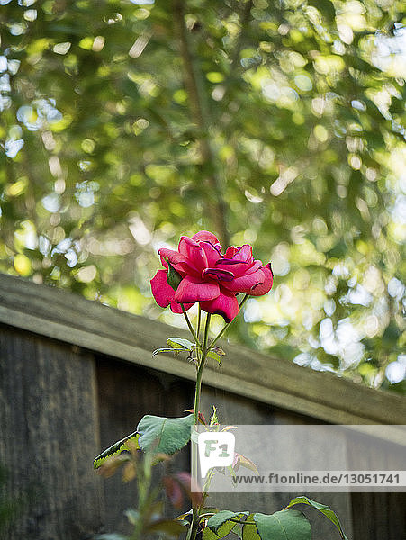 Rose wächst im Park