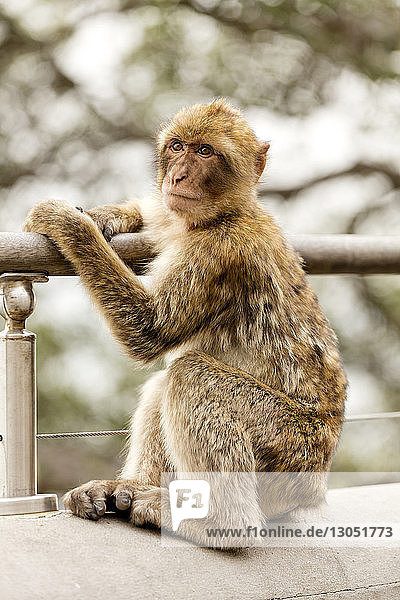 Nahaufnahme eines auf einem Geländer sitzenden Affen