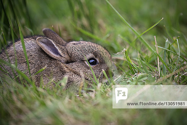 Nahaufnahme eines Kaninchens  das auf einem Feld im Wald sitzt