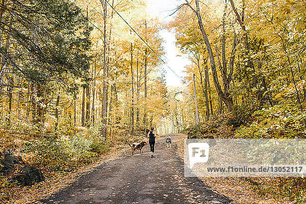 Frau joggt mit Hunden im Wald