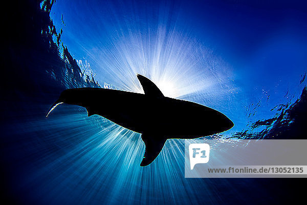 Great white shark Guadalupe Mexico