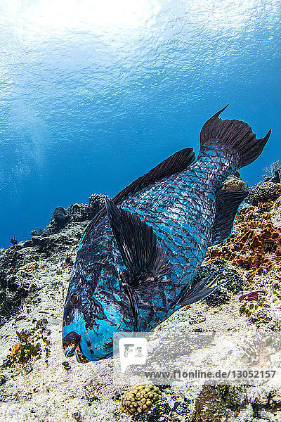 Midnight blue parrotfish Cozumel Quintana Roo Mexico