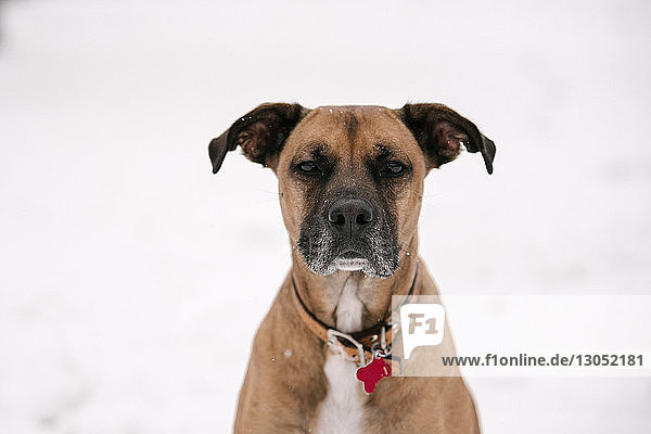 Porträt eines Haushundes im Schnee