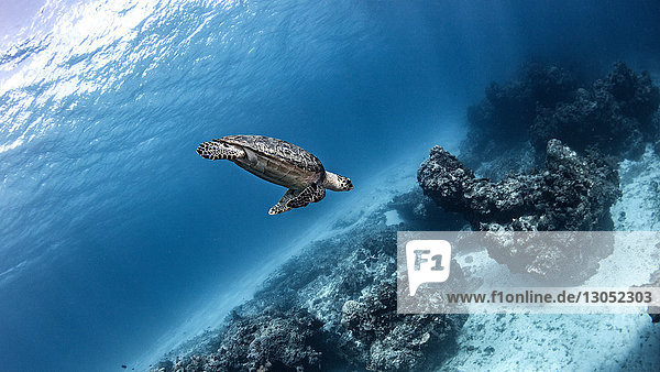 Hawksbill sea turtle Cozumel Quintana Roo Mexico