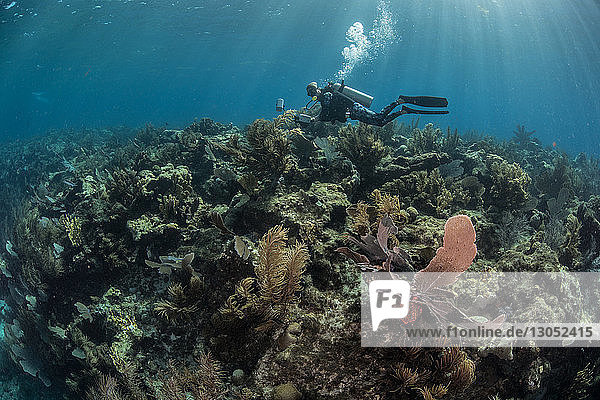 Diver exploring reef life  Alacranes  Campeche  Mexico
