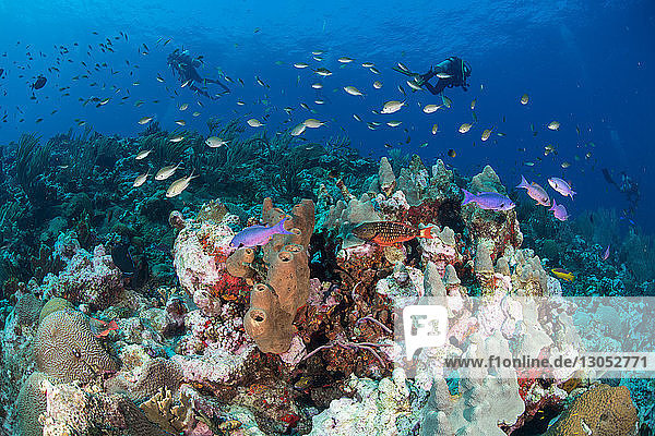 Divers exploring reef life  Alacranes  Campeche  Mexico