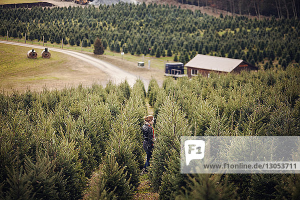 High angle view of woman standing in pine tree farm