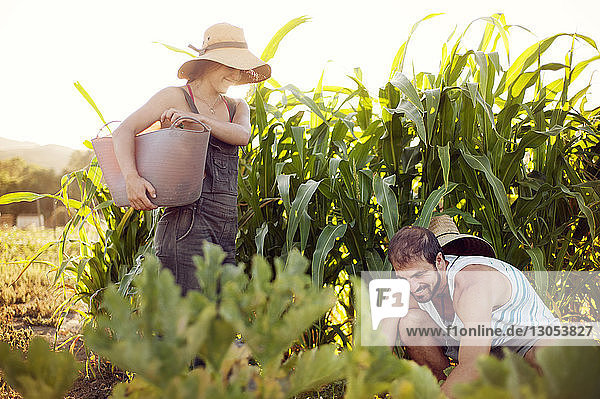 Woman looking at man crouching on field in farm