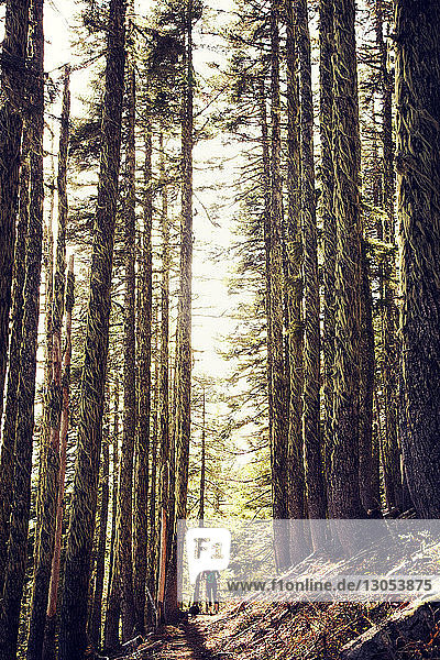 Rückansicht einer Wanderin  die auf einem Pfad inmitten von Bäumen im Wald steht