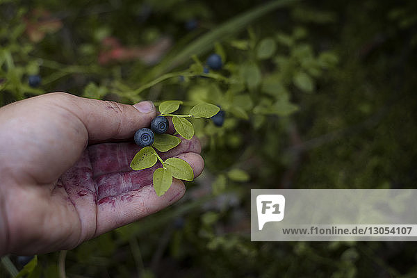 Cropped image of hand holding blueberries growing on plant
