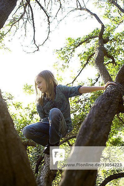 Mädchen klettert auf Baum im Wald