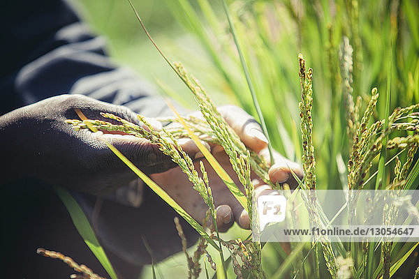 Abgekupferte Hände des Bauern berühren Pflanzen auf dem Feld