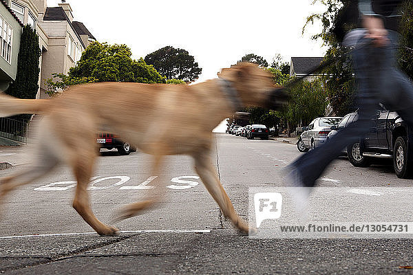 Verschwommene Bewegung von Frau und Hund  die auf der Straße rennen
